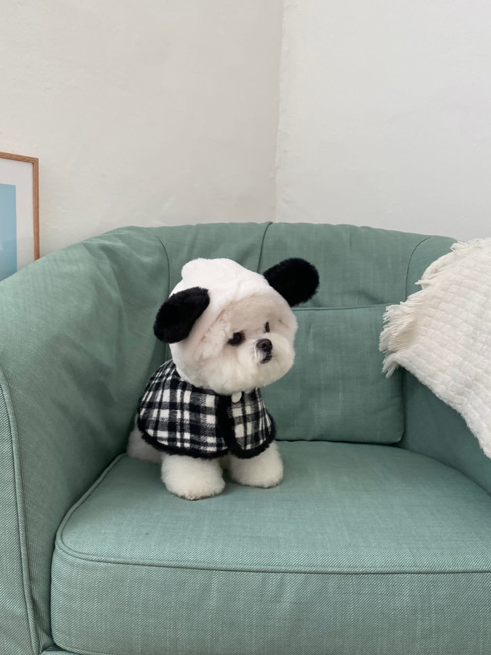 パンダケープ | Panda Cape