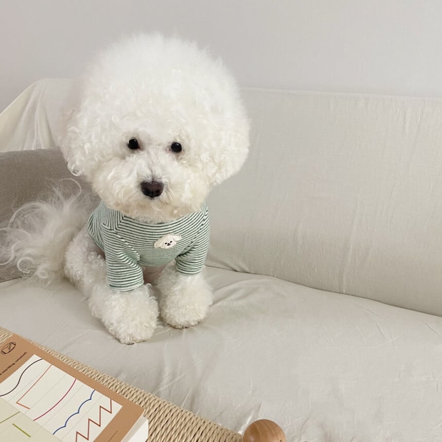 プードルニット | Poodle Knit
