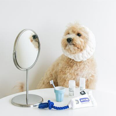 チカチカ デンタルフロス 音が鳴る ぬいぐるみ犬用トイ