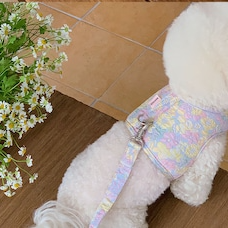 フラワーリード | Flower Leash