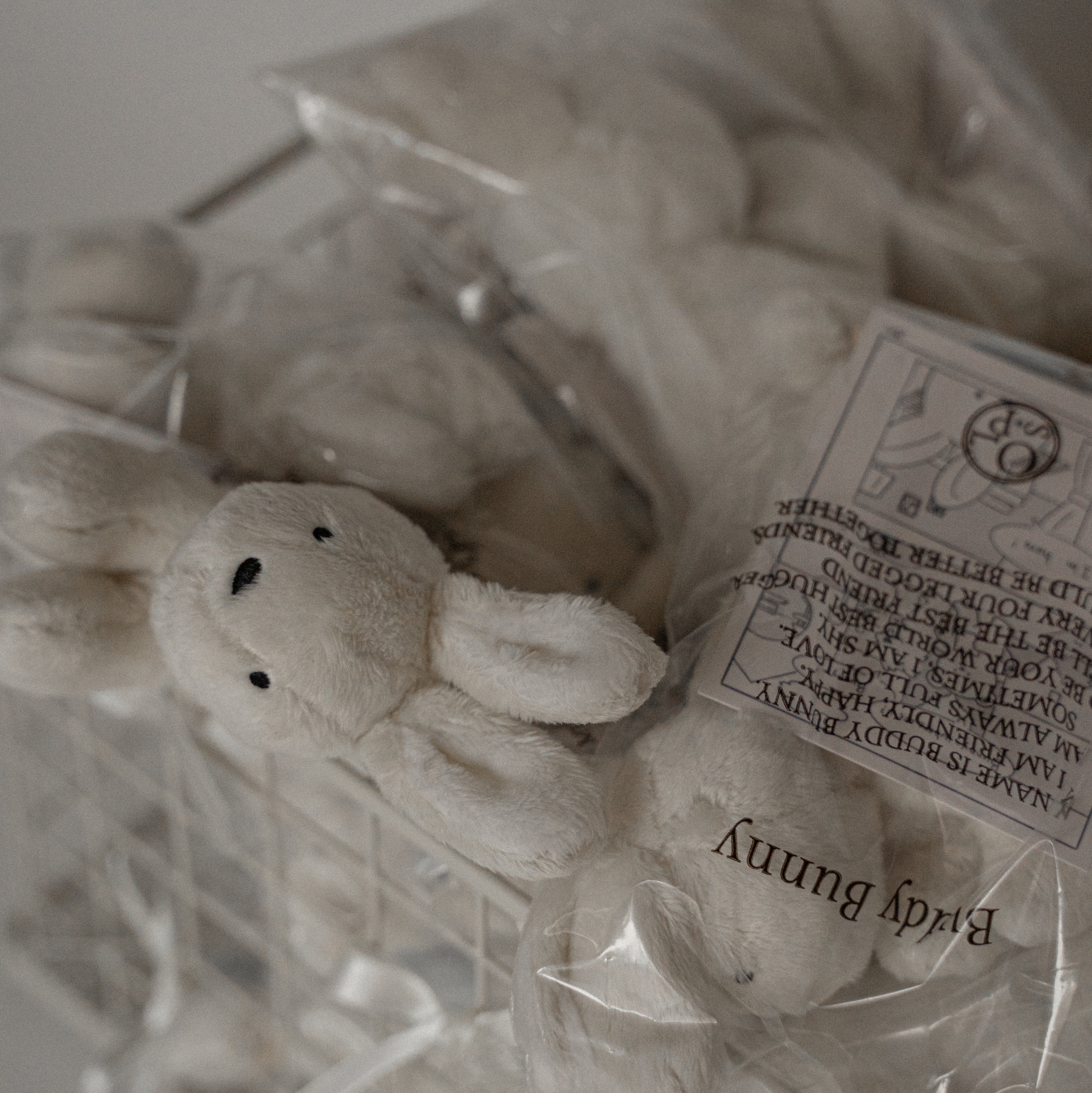 バディバニー | Buddy Bunny