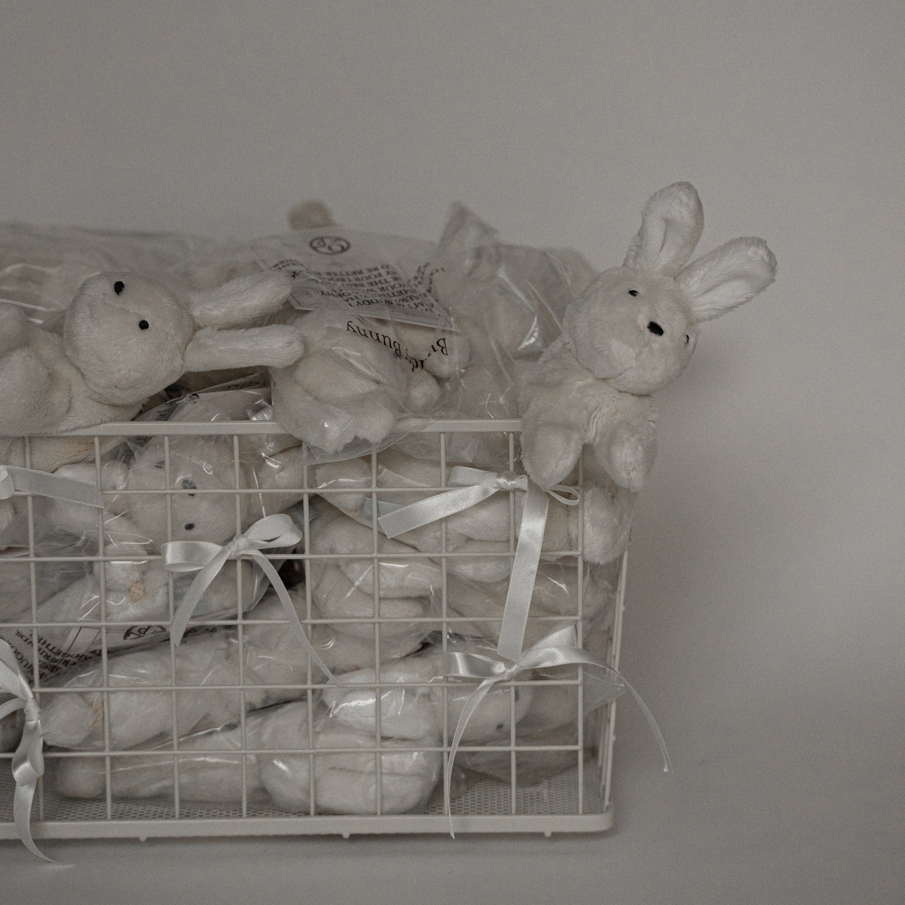 バディバニー | Buddy Bunny