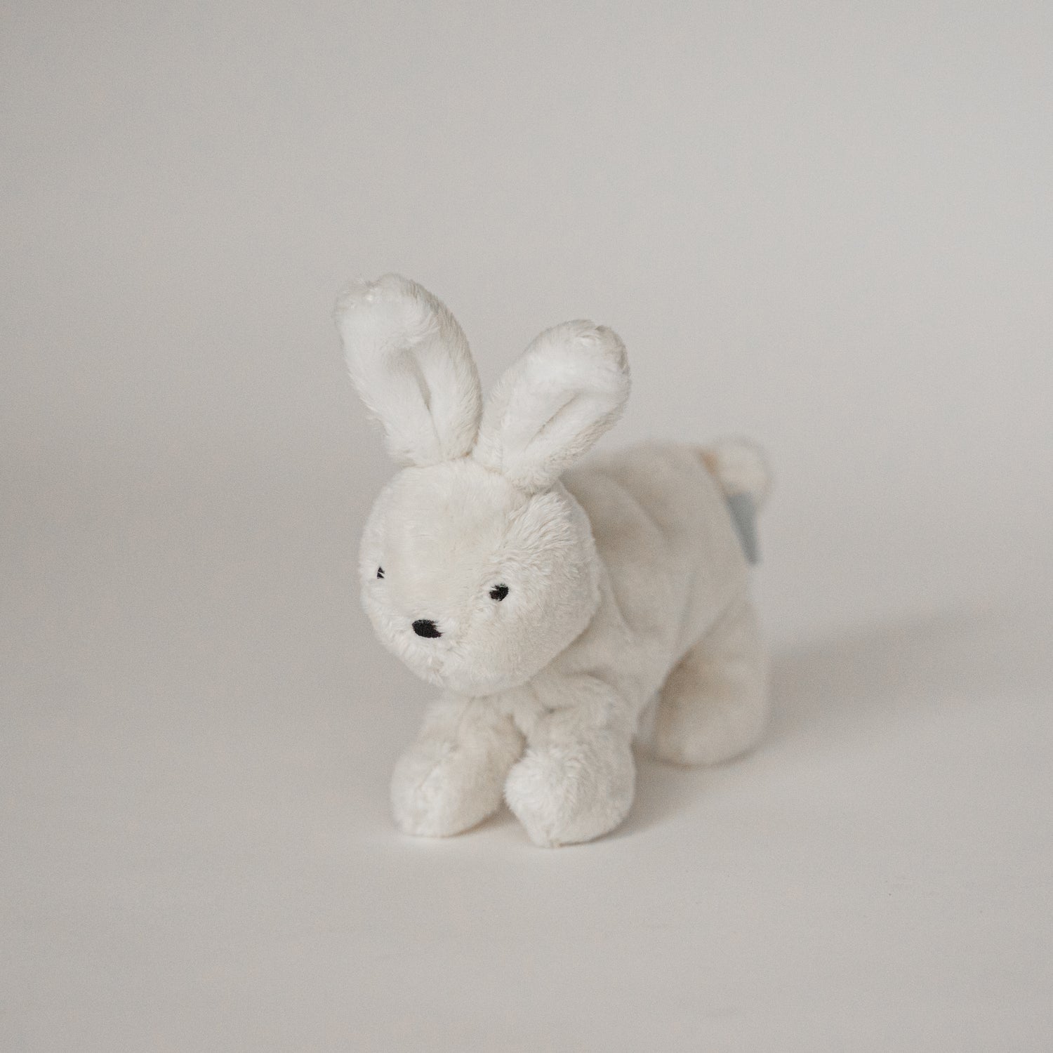 バディバニー | Buddy Bunny