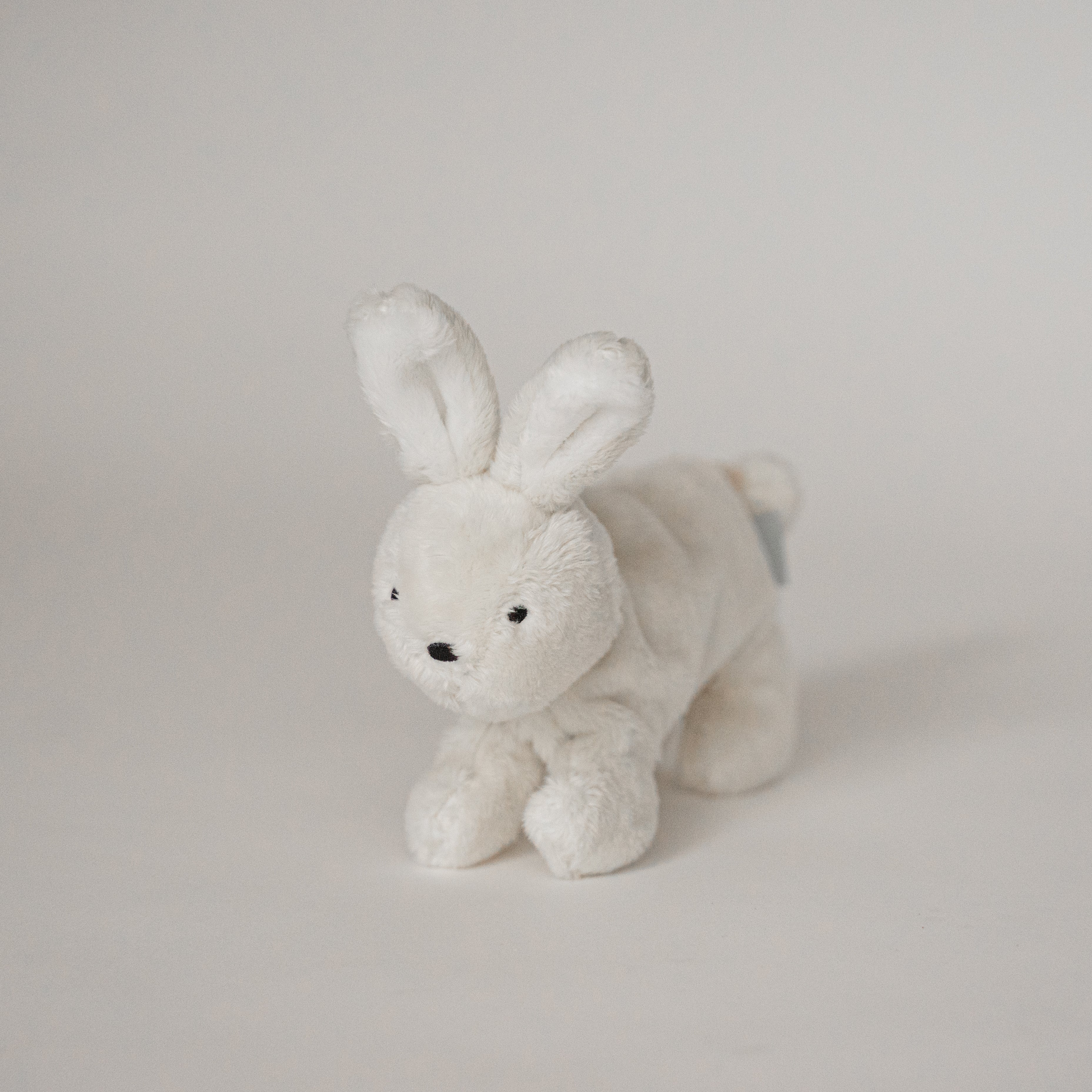 バディバニー | Buddy Bunny