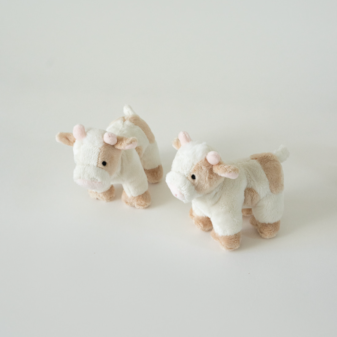 バディ カウ | Buddy Cow