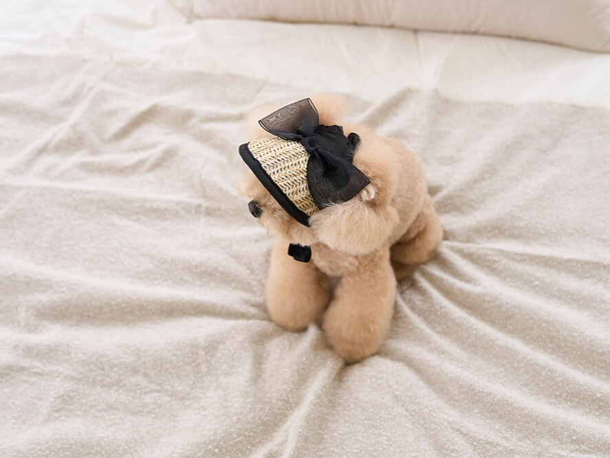 ブラックリボンサンキャップ | Black Ribbon Sun Cap