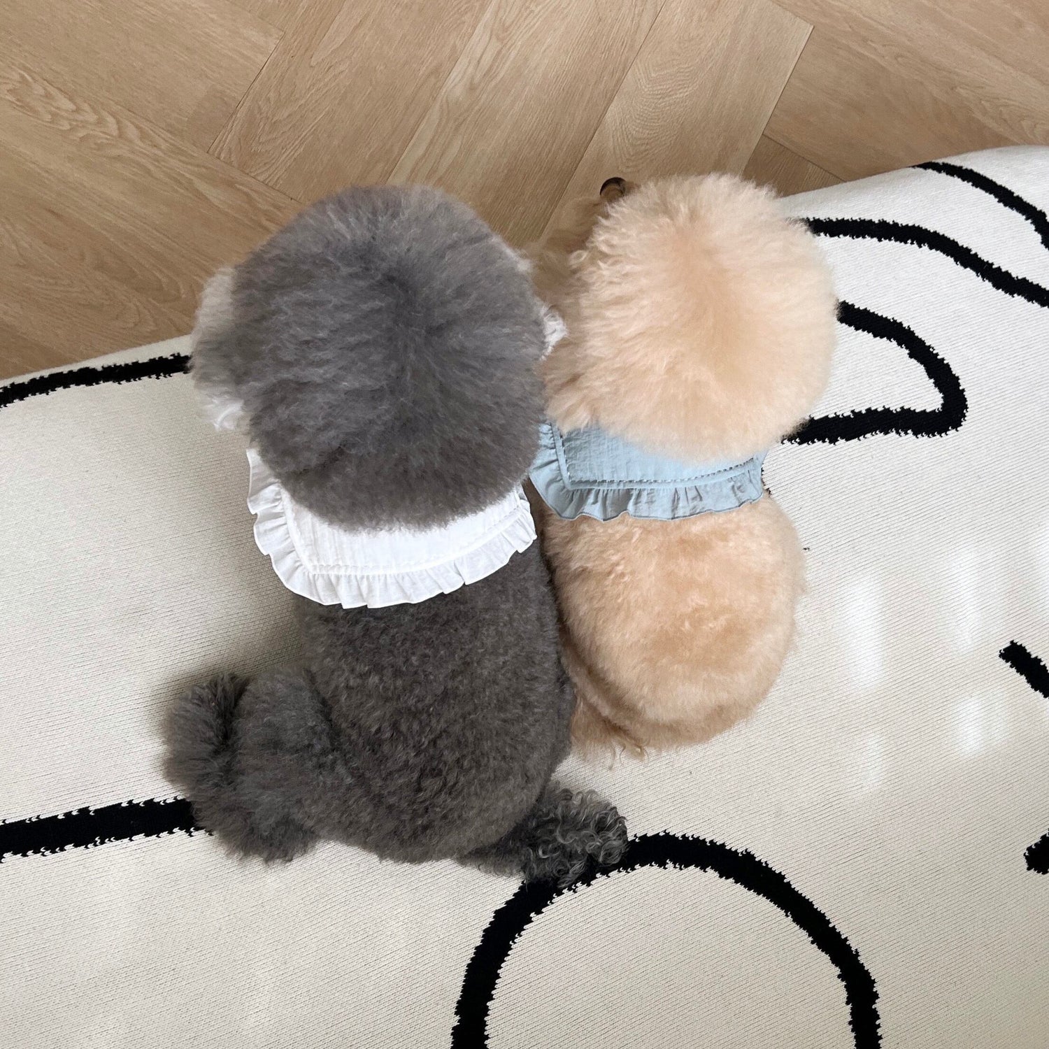 フルートカーラー | FULLETTE collar